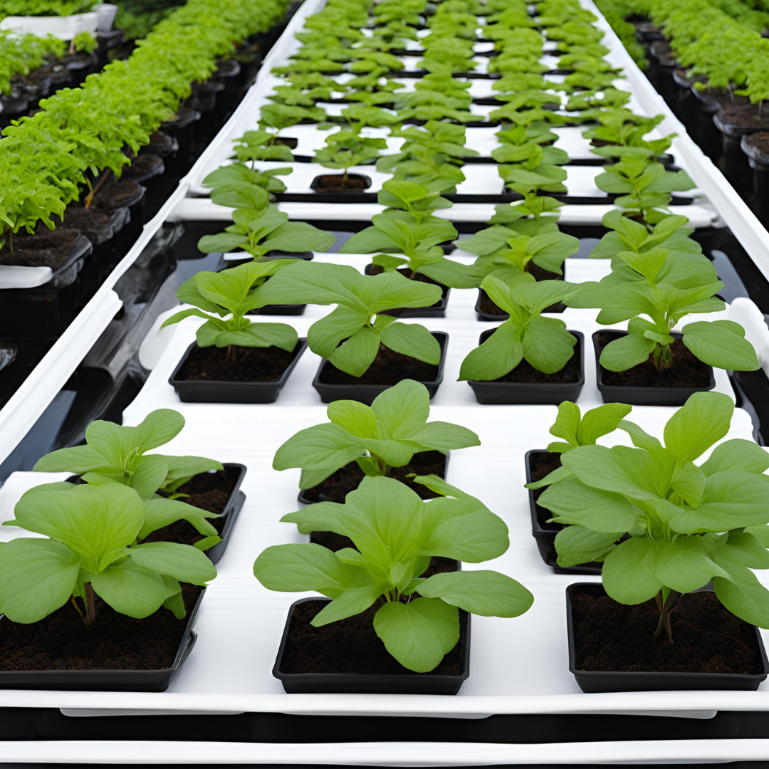 Uses of Hydrophonic Tray In Bangladesh